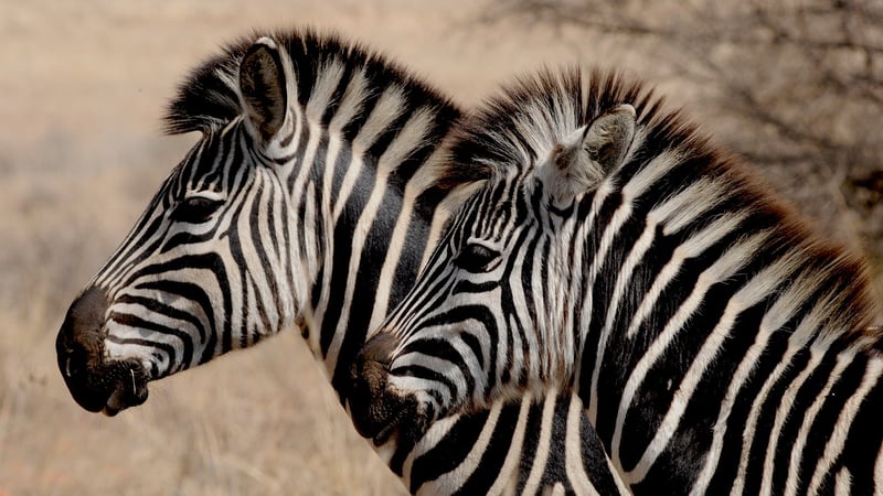 Kruger National Park